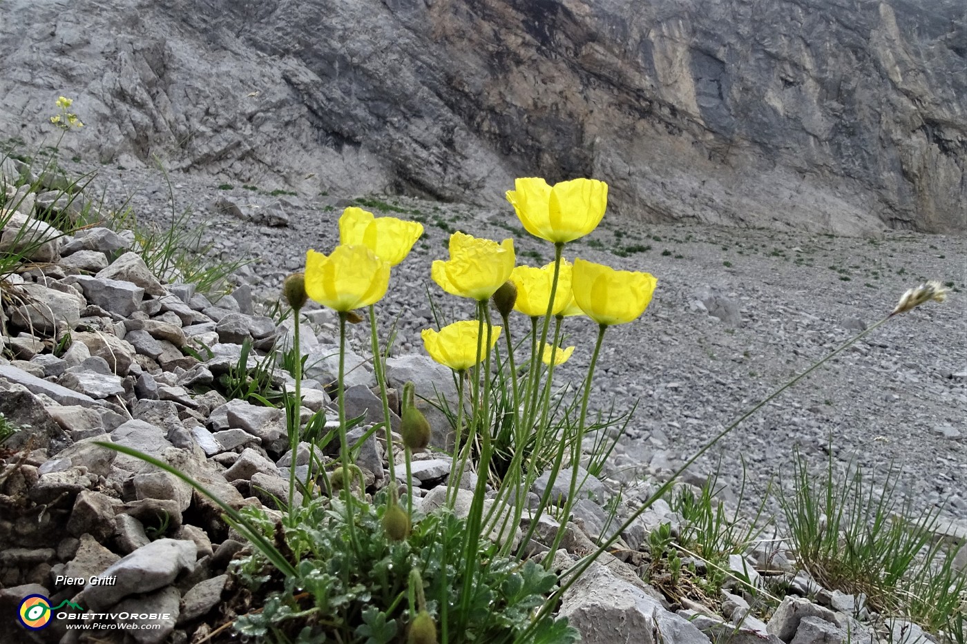 36 Papavero alpino (Papaver rhaeticum).JPG